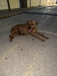 Found/Stray Female Dog last seen Behind the midland health department and family dollar off of Illinois and Midkiff, Midland, TX 79701
