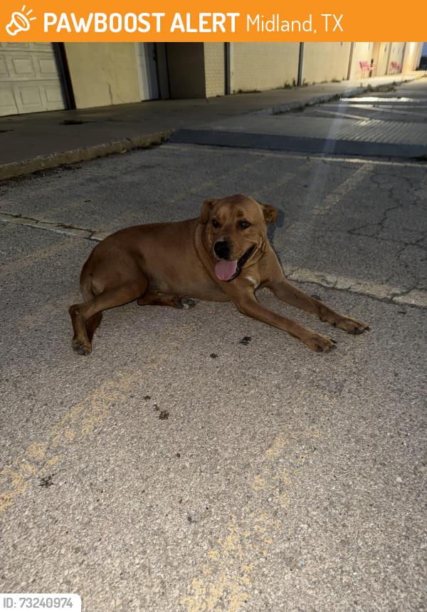 Found/Stray Female Dog last seen Behind the midland health department and family dollar off of Illinois and Midkiff, Midland, TX 79701
