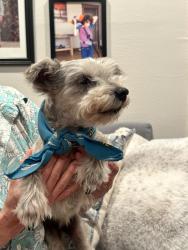 Reunited Male Dog last seen Near Ash Creek Dr, Dallas, TX 75228, USA, Dallas, TX 75228