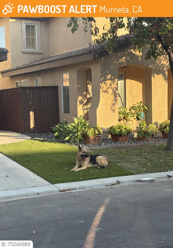Found/Stray Male Dog last seen Near Marco Polo Street, Murrieta, CA 92563