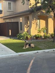 Found/Stray Male Dog last seen Near Marco Polo Street, Murrieta, CA 92563