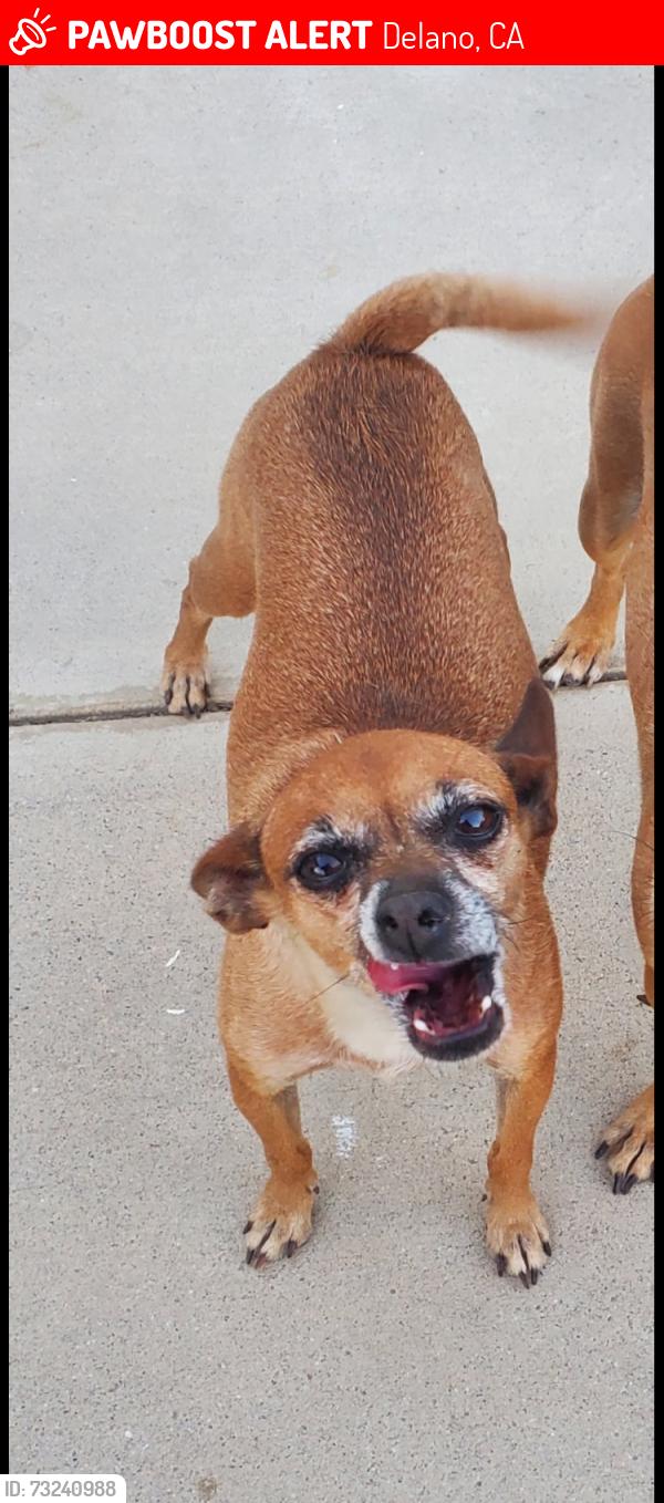 Lost Female Dog last seen Cecil and 11th Avenue, Delano, CA 93215