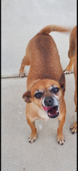 Lost Female Dog last seen Cecil and 11th Avenue, Delano, CA 93215