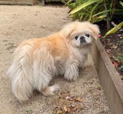 Reunited Female Dog last seen 19th St & Douglass, San Francisco, CA 94114