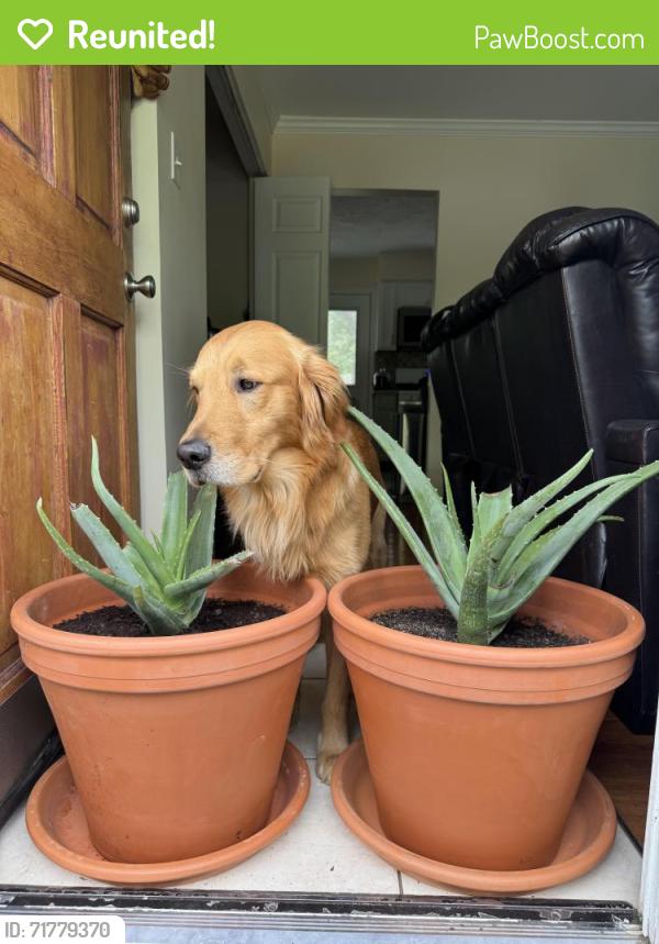 Reunited Male Dog last seen Tates Creek and Man O War, Lexington, KY 40517