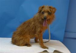 Shelter Stray Female Dog last seen , 216 W Victoria St, Gardena, CA 90248, USA