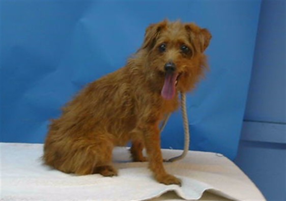Shelter Stray Female Dog last seen , 216 W Victoria St, Gardena, CA 90248, USA