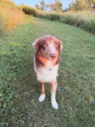 Lost Male Dog last seen Bills stadium, Orchard Park, NY 14127