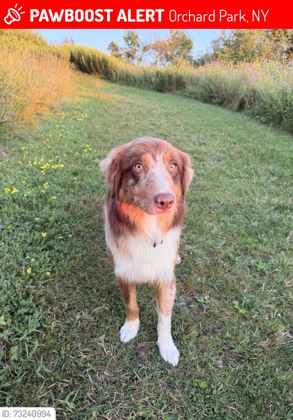 Lost Male Dog last seen Bills stadium, Orchard Park, NY 14127