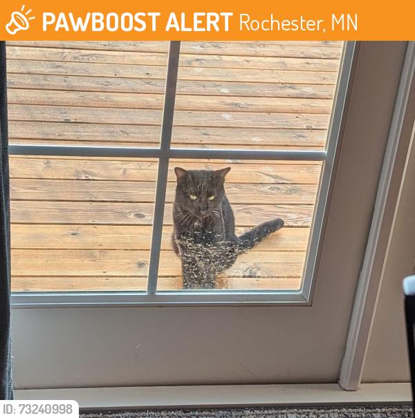 Found/Stray Unknown Cat last seen Near Ave nw, Rochester, MN 55901