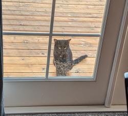 Found/Stray Unknown Cat last seen Near Ave nw, Rochester, MN 55901