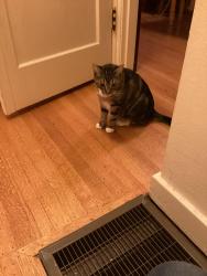 Reunited Female Cat last seen 16th Ave between 85th and 86th Street NE, Seattle, WA 98115
