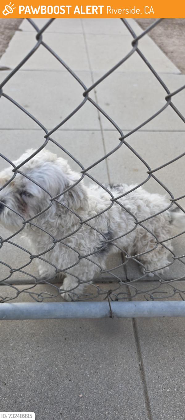 Found/Stray Unknown Dog last seen Woodbine st and park ave. RIVERSIDE, Riverside, CA 92507