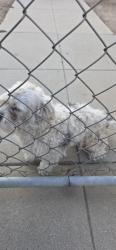 Found/Stray Unknown Dog last seen Woodbine st and park ave. RIVERSIDE, Riverside, CA 92507