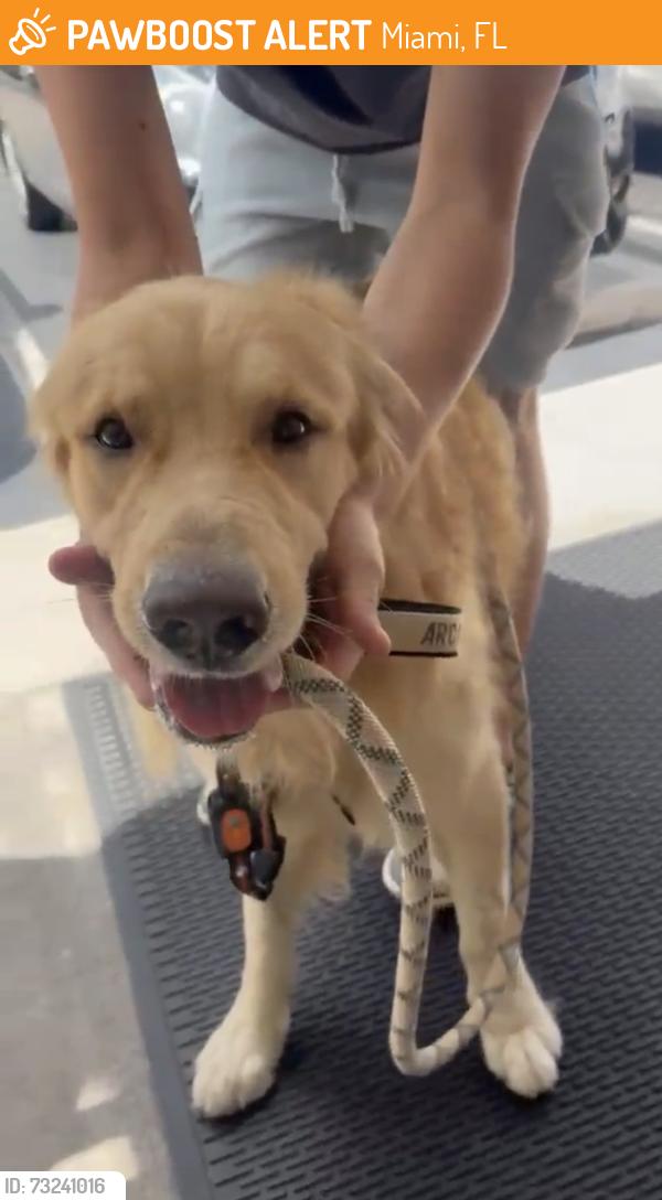 Found/Stray Male Dog last seen Country walk, Miami, FL 33186