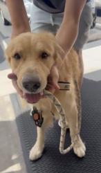 Found/Stray Male Dog last seen Country walk, Miami, FL 33186
