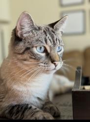 Lost Male Cat last seen McDonald Road between Old Pascagoula Road & Lake Tahoe Dr., Theodore, AL 36544