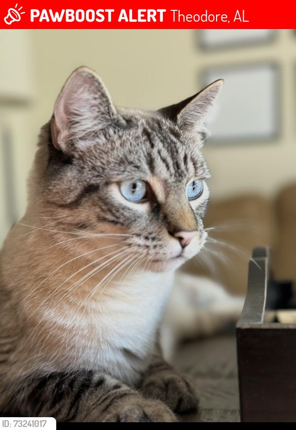 Lost Male Cat last seen McDonald Road between Old Pascagoula Road & Lake Tahoe Dr., Theodore, AL 36544
