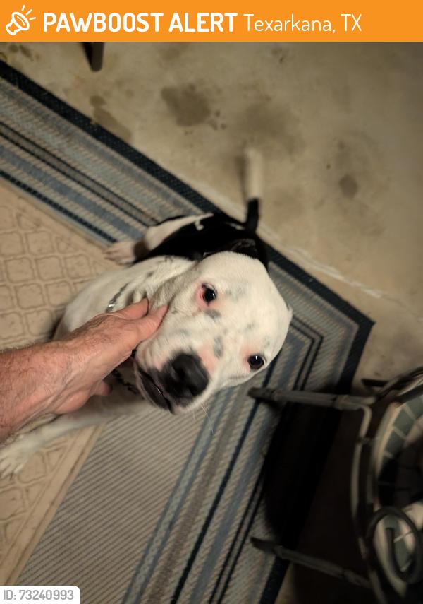 Found/Stray Female Dog last seen 29th and Walnut St, Texarkana, TX 75503