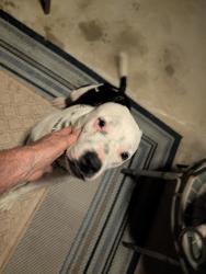 Found/Stray Female Dog last seen 29th and Walnut St, Texarkana, TX 75503
