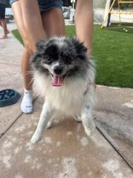 Reunited Male Dog last seen Prospect Avenue c, Redondo Beach, CA 90277