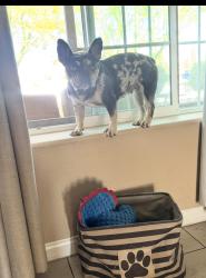 Reunited Female Dog last seen Harbin Ave / live oak, Hesperia, CA 92345