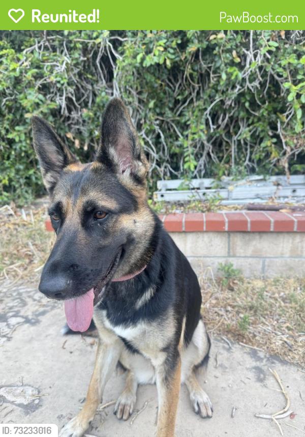 Reunited Female Dog last seen Near College and Painter, Whittier, CA 90602