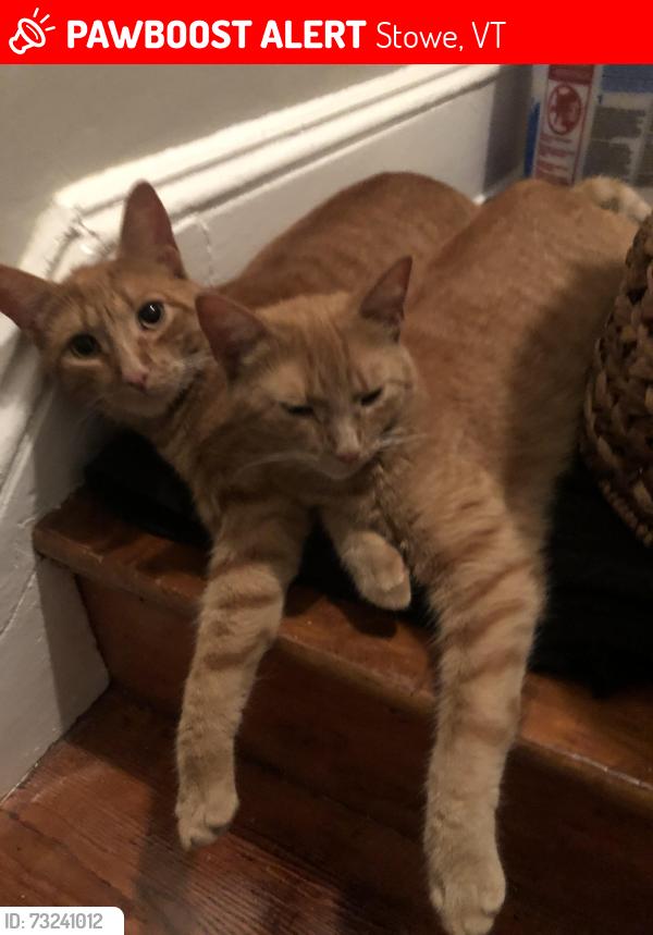Lost Male Cat last seen Near snowdrift lane stowe vt, Stowe, VT 05672