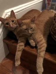 Lost Male Cat last seen Near snowdrift lane stowe vt, Stowe, VT 05672