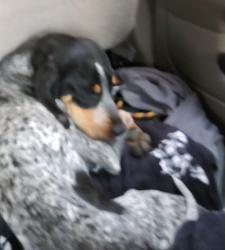 Found/Stray Female Dog last seen near Daniel's Summit hwy 40, Daniel, UT 84049