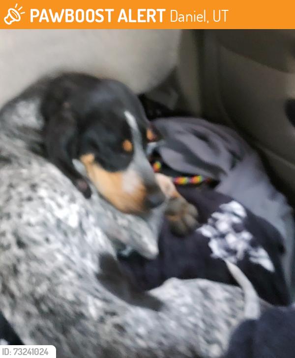 Found/Stray Female Dog last seen near Daniel's Summit hwy 40, Daniel, UT 84049