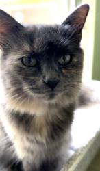 Lost Female Cat last seen Shannon Lee St, Sharon Dr., McCullough Ave, Barbara St., San Antonio, TX 78216