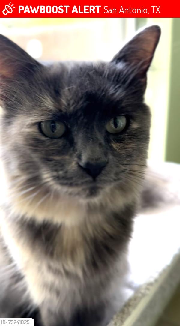 Lost Female Cat last seen Shannon Lee St, Sharon Dr., McCullough Ave, Barbara St., San Antonio, TX 78216