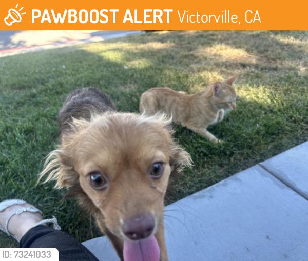 Found/Stray Female Dog last seen Begonia rd, Victorville, CA 92392