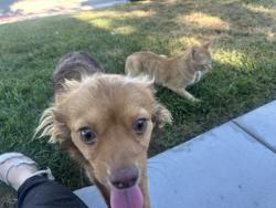 Found/Stray Female Dog last seen Begonia rd, Victorville, CA 92392
