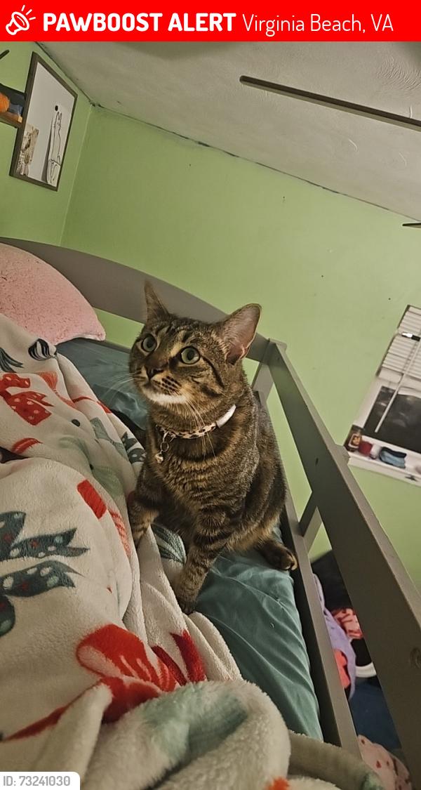 Lost Female Cat last seen West colonial and Selina, Virginia Beach, VA 23452