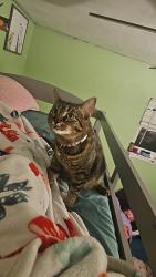Lost Female Cat last seen West colonial and Selina, Virginia Beach, VA 23452