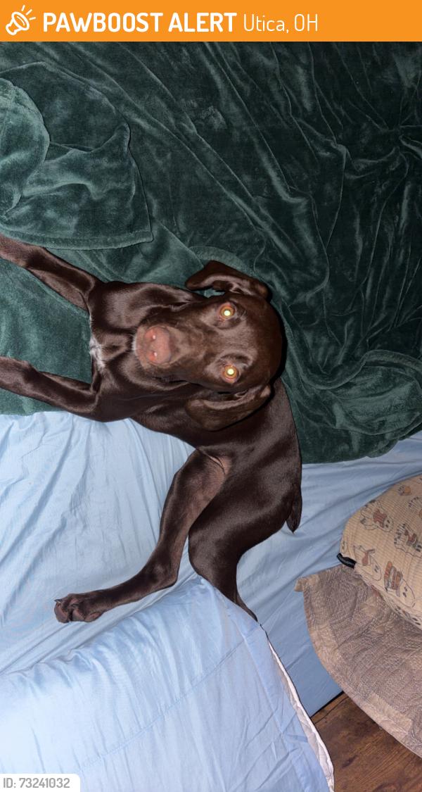 Found/Stray Female Dog last seen State route 13, Utica, OH 43080