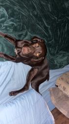 Found/Stray Female Dog last seen State route 13, Utica, OH 43080