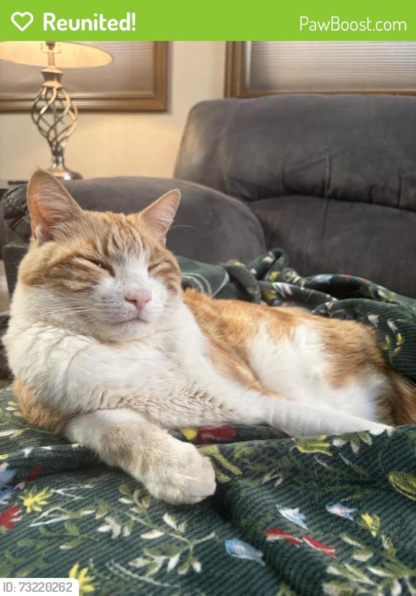 Reunited Male Cat last seen Mariola Ct, Pasco, WA 99301, USA, Pasco, WA 99301