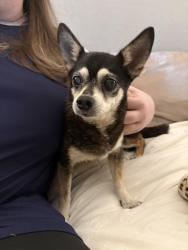 Reunited Male Dog last seen Melstone and Walden, Arlington, TX 76016