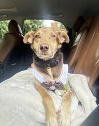 Reunited Male Dog last seen Near w Atlantic st, Philadelphia, PA 19140