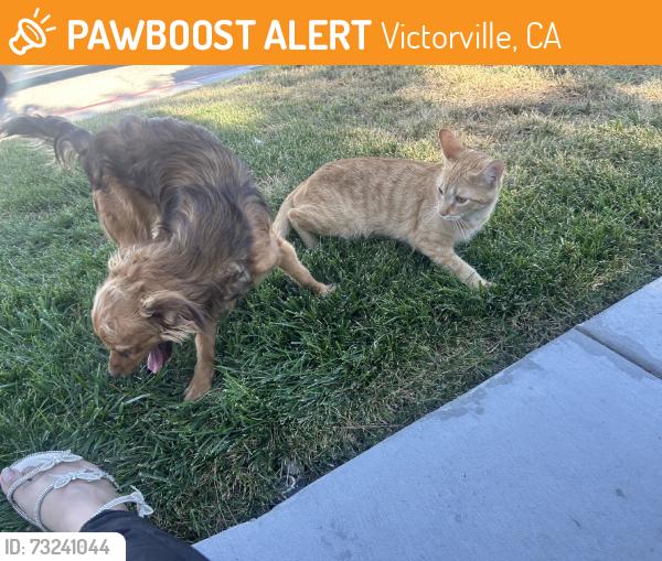 Found/Stray Female Cat last seen Begonia rd, Victorville, CA 92392
