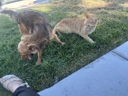 Found/Stray Female Cat last seen Begonia rd, Victorville, CA 92392