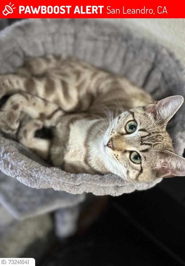 Lost Female Cat last seen Farnsworth or Drake, San Leandro, CA 94579