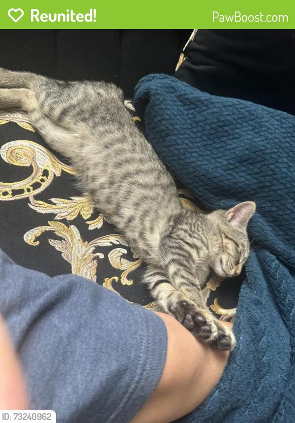 Reunited Female Cat last seen Gardella Park, White Plains, NY 10603