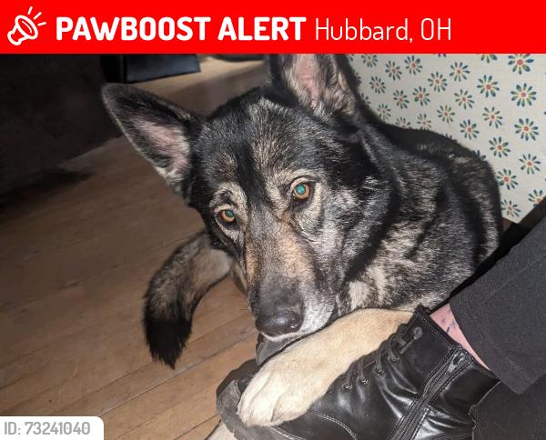 Lost Female Dog last seen Near Thornton Road Hubbard ohio 44425, Hubbard, OH 44425