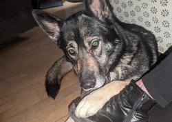 Lost Female Dog last seen Near Thornton Road Hubbard ohio 44425, Hubbard, OH 44425
