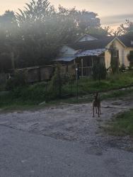 Found/Stray Unknown Dog last seen Maurine ST, Houston, TX 77039