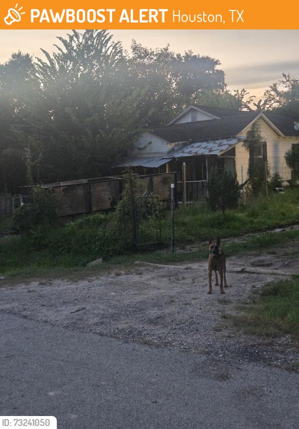 Found/Stray Unknown Dog last seen Maurine ST, Houston, TX 77039
